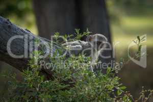 Baby vervet monkey peeping past leafy bush