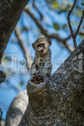 Baby vervet monkey scratching nose facing camera