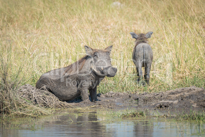 Baby warthog leaving mother wallowing in mud