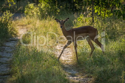 Backlit female impala crossing track in woods