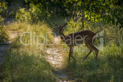 Backlit female impala crossing sunlit woodland track