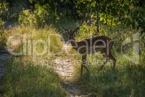 Backlit female impala crossing sunlit woodland track