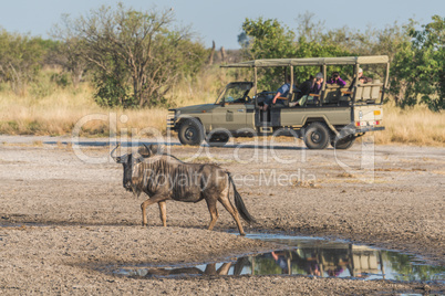 Blue wildebeest by puddle with jeep behind