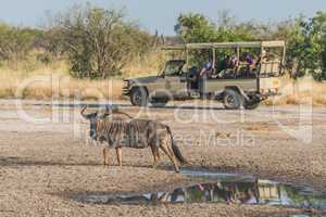 Blue wildebeest by puddle with jeep behind