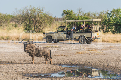 Blue wildebeest beside puddle with jeep behind