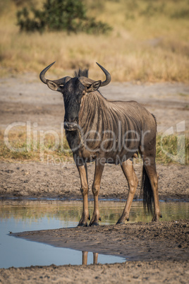 Blue wildebeest standing beside puddle facing camera