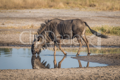 Blue wildebeest leaning to drink from pool