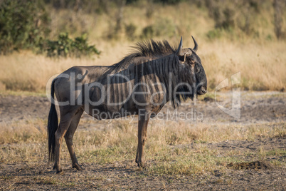 Blue wildebeest standing on savannah staring ahead