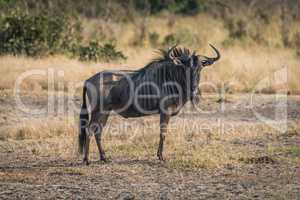 Blue wildebeest standing on savannah facing camera