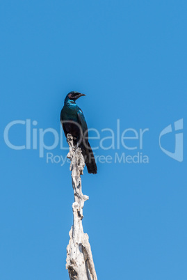 Burchell's starling perched on dead tree stump