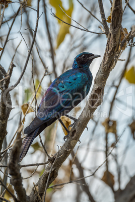 Burchell's starling perched in tree facing camera