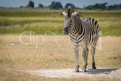 Burchell's zebra on grassy plain facing camera