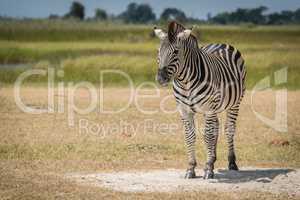 Burchell's zebra on grassy plain facing camera