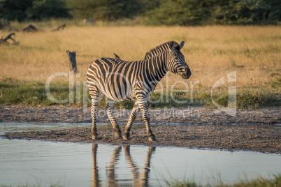 Burchell's zebra with yellow-billed oxpecker beside river