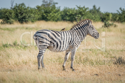 Burchell's zebra with yellow-billed oxpecker on back