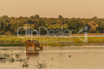 Cape Buffalo drinking from river at dusk