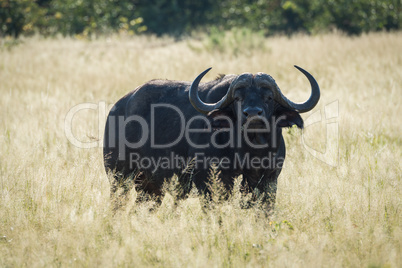 Cape buffalo backlit in grass facing camera