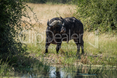 Cape buffalo at water hole turning head