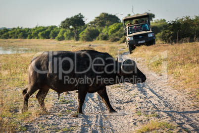 Cape buffalo crossing sandy track near jeep