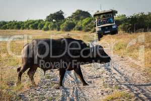 Cape buffalo crossing sandy track near jeep