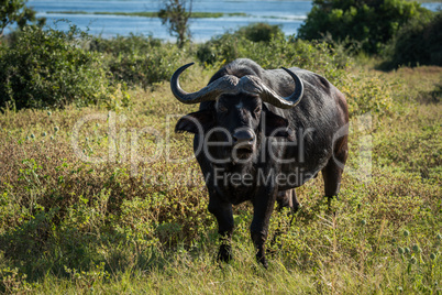 Cape buffalo facing camera with river behind