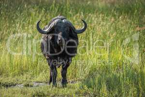 Cape buffalo facing camera in long grass