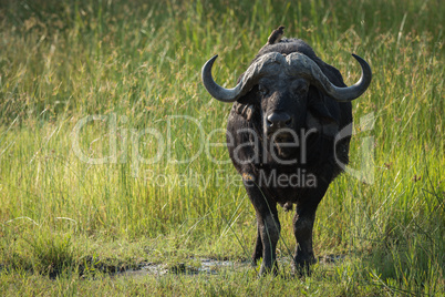 Cape buffalo in long grass facing camera