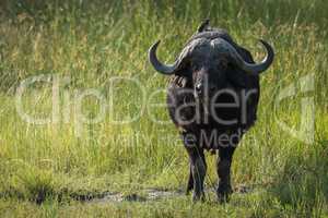 Cape buffalo in long grass facing camera