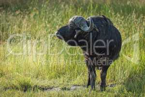 Cape buffalo in long grass turning head
