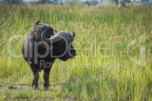 Cape buffalo in long grass looking right