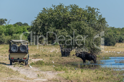 Cape buffalo in river with jeep alongside