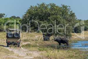 Cape buffalo in river with jeep alongside