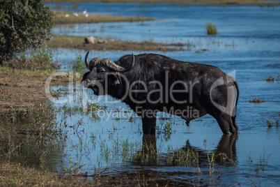 Cape buffalo in shallow water beside riverbank