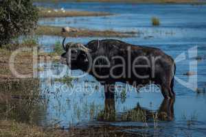 Cape buffalo in shallow water beside riverbank