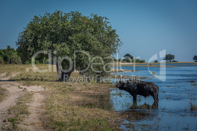 Cape buffalo in river with tree behind
