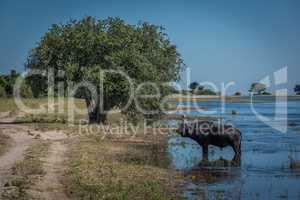 Cape buffalo in river with tree behind