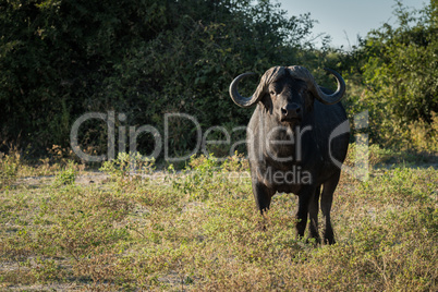 Cape buffalo standing in clearning facing camera