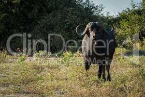 Cape buffalo standing in clearning facing camera