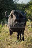 Cape buffalo standing facing camera in sunshine