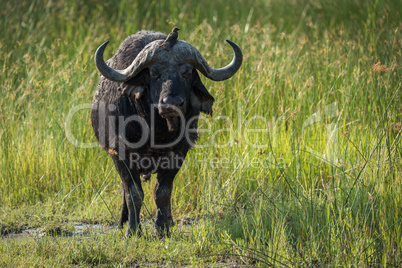 Cape buffalo standing with oxpecker on horns