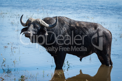 Cape buffalo standing in shallows facing camera
