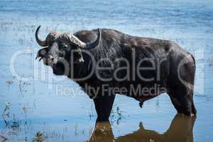 Cape buffalo standing in shallows facing camera