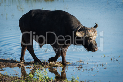 Cape buffalo walking through shallows in sunshine