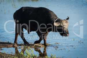 Cape buffalo walking through shallows in sunshine