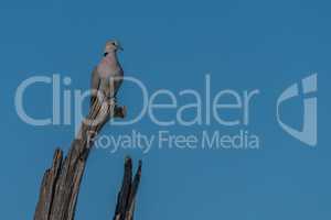 Cape turtle dove on dead tree branch