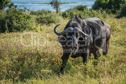 Cape buffalo with yellow-billed oxpeckers on back