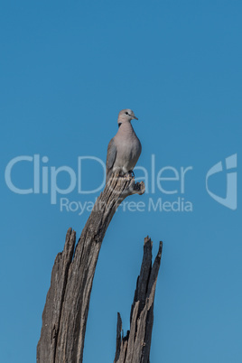 Cape turtle dove on dead tree stump