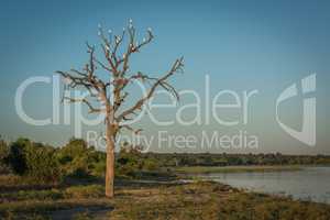 Cattle egrets in dead tree beside river