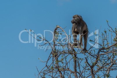 Chacma baboon in tree against blue sky