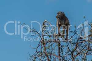 Chacma baboon in tree against blue sky